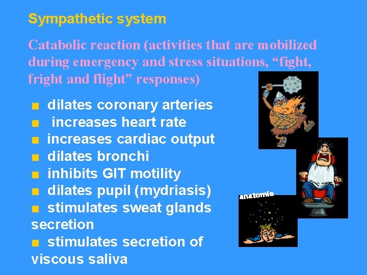 Sympathetic system Catabolic reaction (activities that are mobilized during emergency and stress situations, “fight,