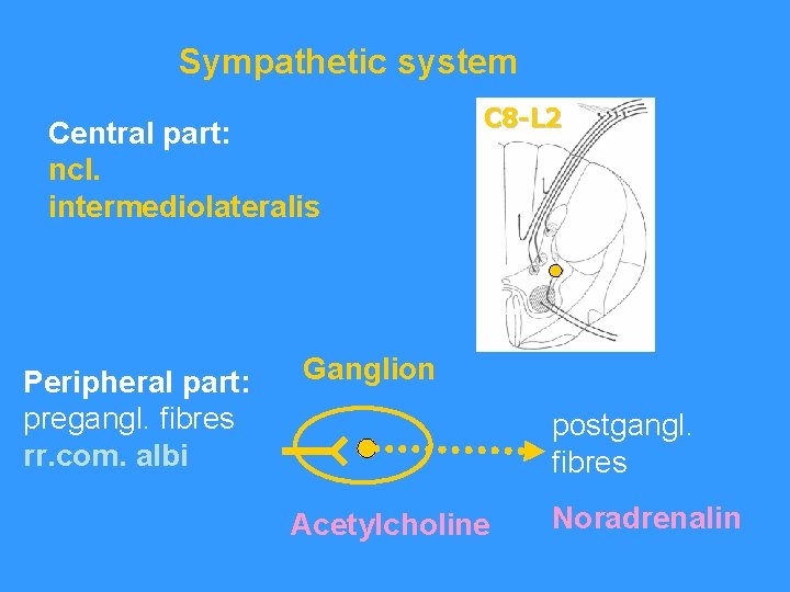 Sympathetic system Central part: ncl. intermediolateralis Peripheral part: pregangl. fibres rr. com. albi C