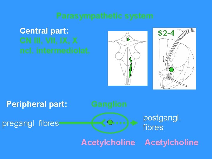 Parasympathetic system Central part: CN III, VII, IX, X ncl. intermediolat. Peripheral part: S
