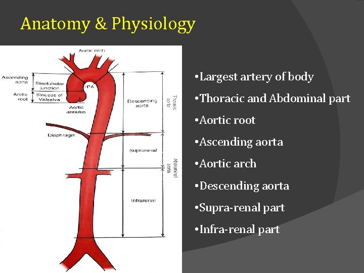 Anatomy & Physiology • Largest artery of body • Thoracic and Abdominal part •