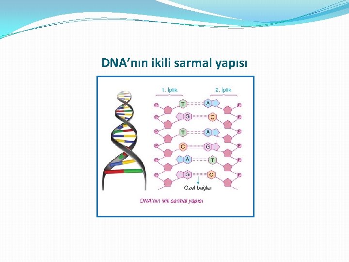 DNA’nın ikili sarmal yapısı DNA’nın ikili sarmal yapısı