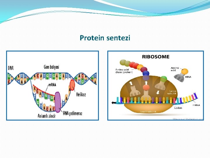 Protein sentezi Protein sentezi