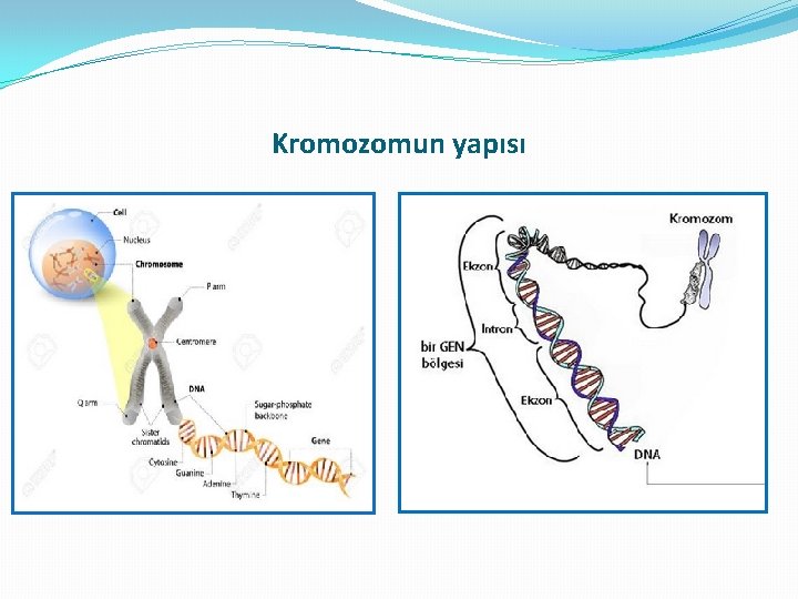 Kromozomun yapısı Kromozomun yapısı