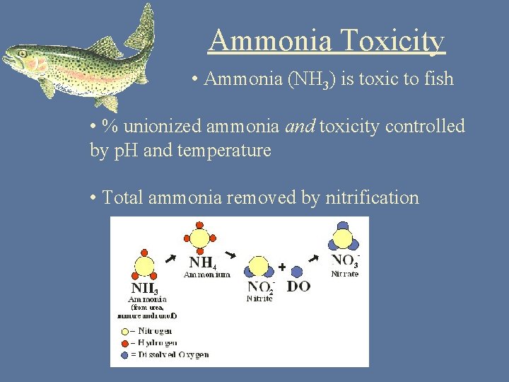Ammonia Toxicity • Ammonia (NH 3) is toxic to fish • % unionized ammonia