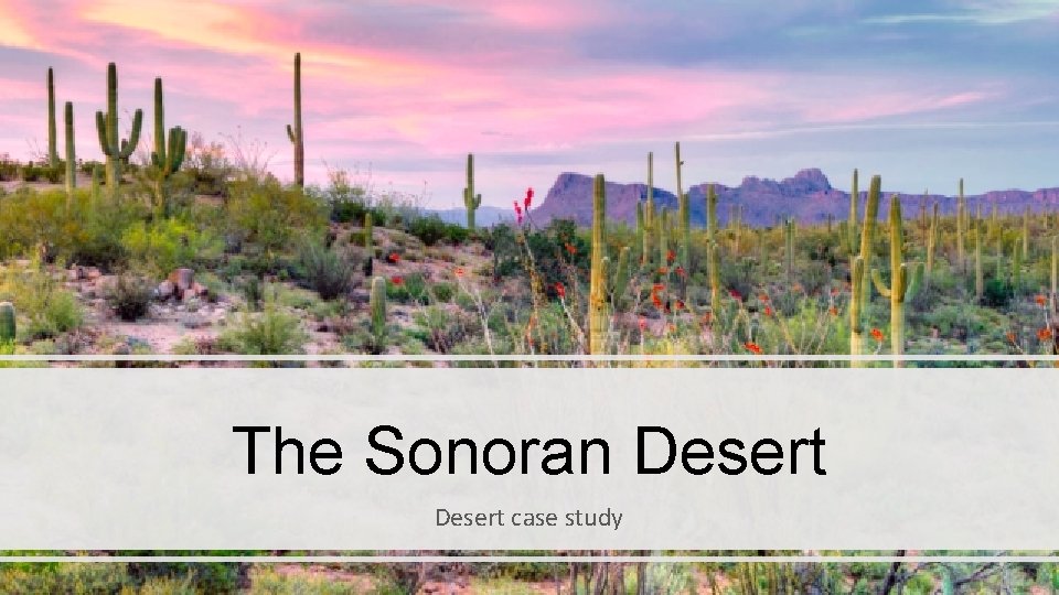 The Sonoran Desert case study For a named