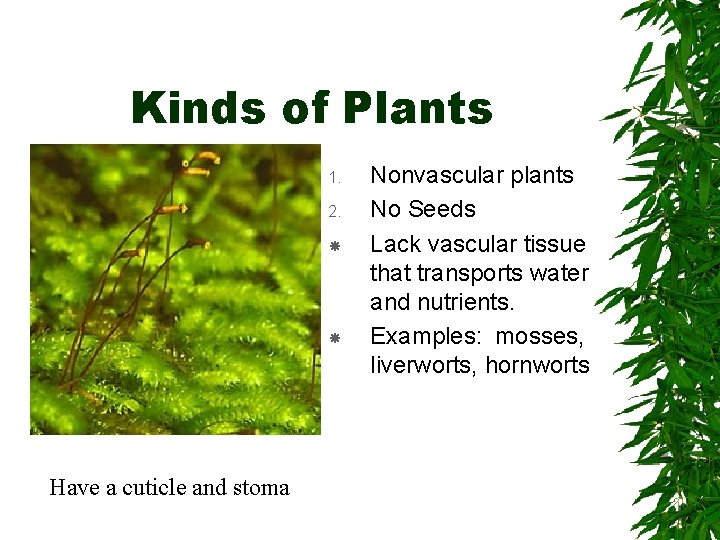 Kinds of Plants 1. 2. Have a cuticle and stoma Nonvascular plants No Seeds