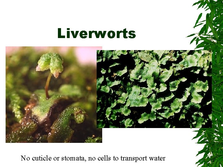 Liverworts No cuticle or stomata, no cells to transport water 