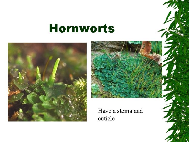 Hornworts Have a stoma and cuticle 