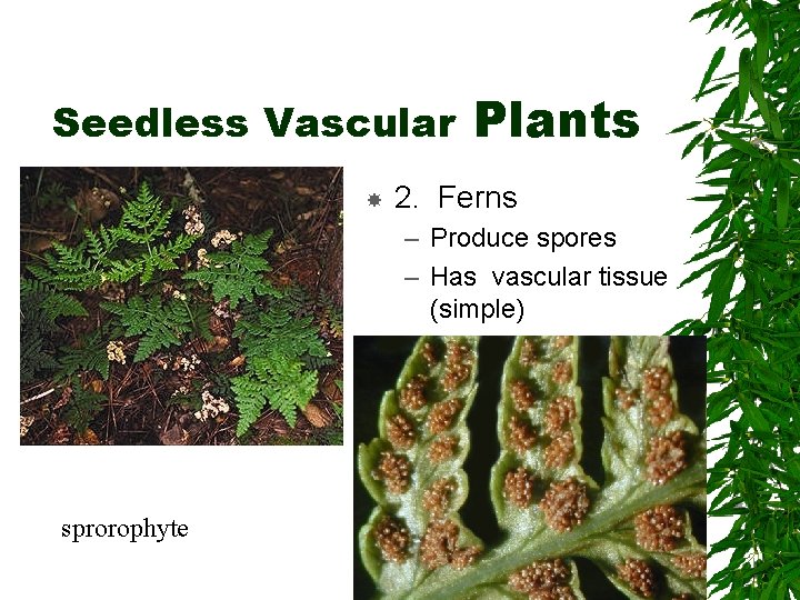 Seedless Vascular Plants 2. Ferns – Produce spores – Has vascular tissue (simple) sprorophyte