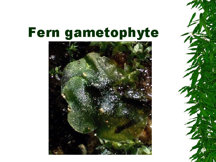 Fern gametophyte 