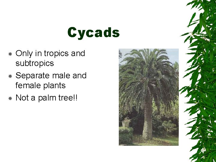 Cycads Only in tropics and subtropics Separate male and female plants Not a palm