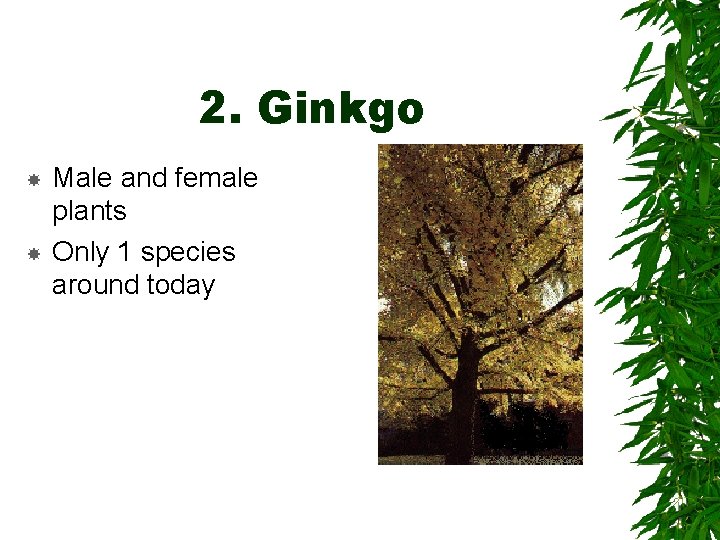 2. Ginkgo Male and female plants Only 1 species around today 