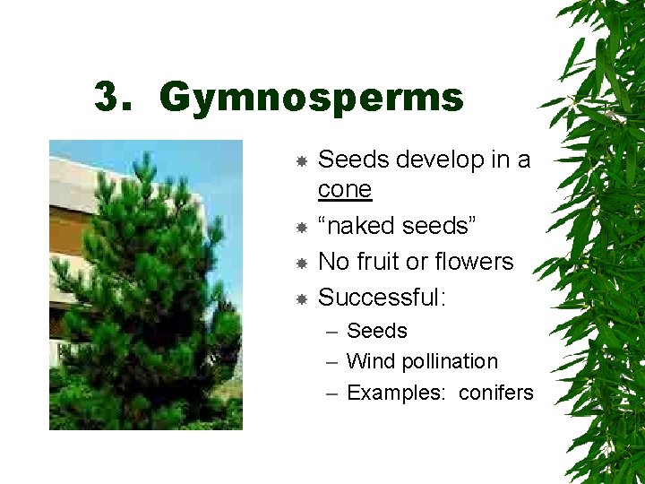 3. Gymnosperms Seeds develop in a cone “naked seeds” No fruit or flowers Successful: