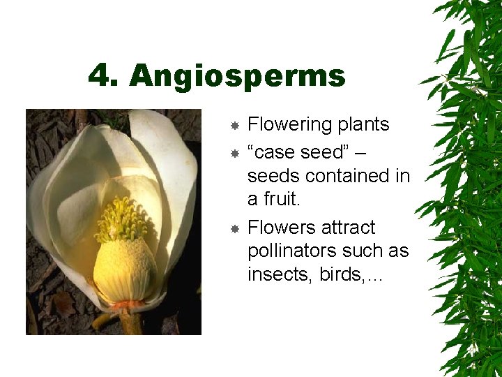 4. Angiosperms Flowering plants “case seed” – seeds contained in a fruit. Flowers attract