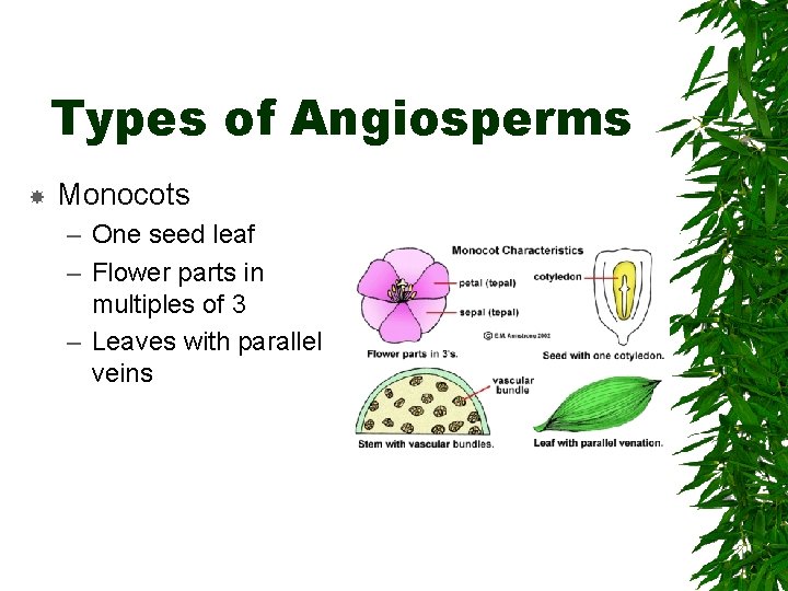 Types of Angiosperms Monocots – One seed leaf – Flower parts in multiples of