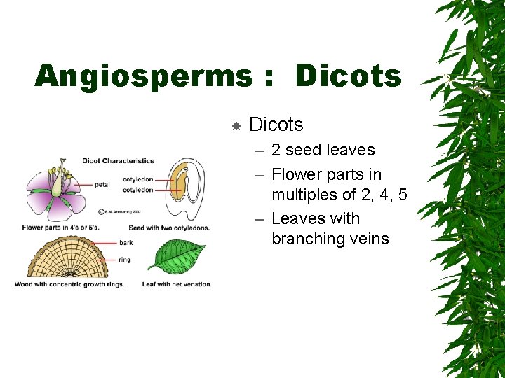 Angiosperms : Dicots – 2 seed leaves – Flower parts in multiples of 2,