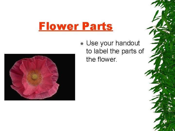 Flower Parts Use your handout to label the parts of the flower. 