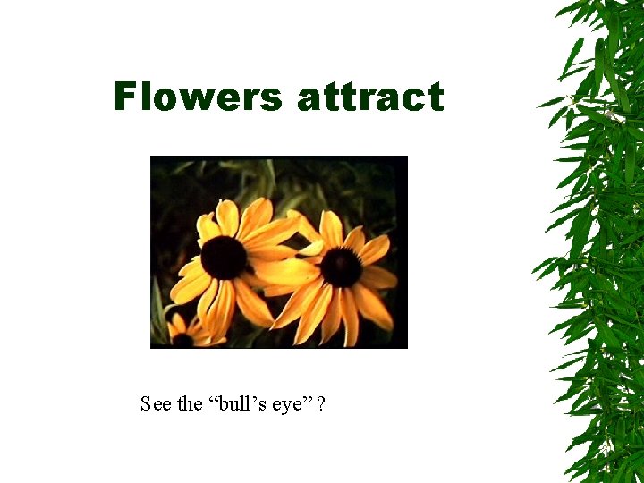 Flowers attract See the “bull’s eye” ? 