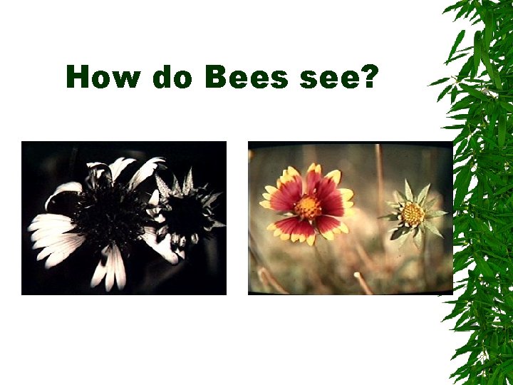 How do Bees see? 