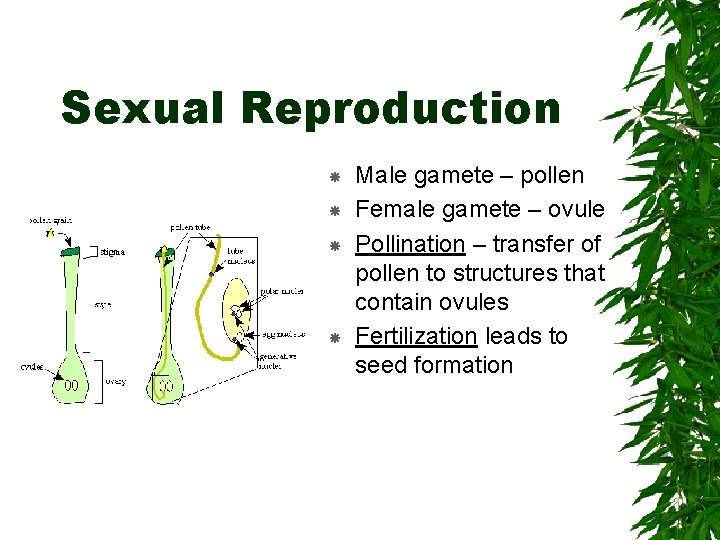 Sexual Reproduction Male gamete – pollen Female gamete – ovule Pollination – transfer of