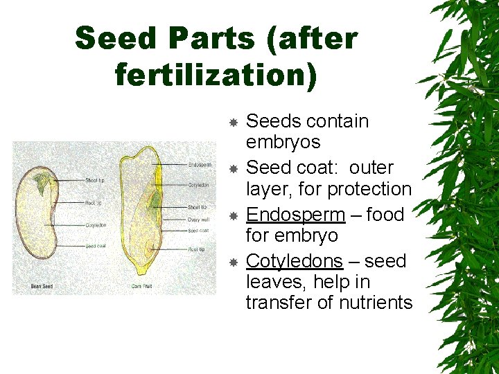 Seed Parts (after fertilization) Seeds contain embryos Seed coat: outer layer, for protection Endosperm