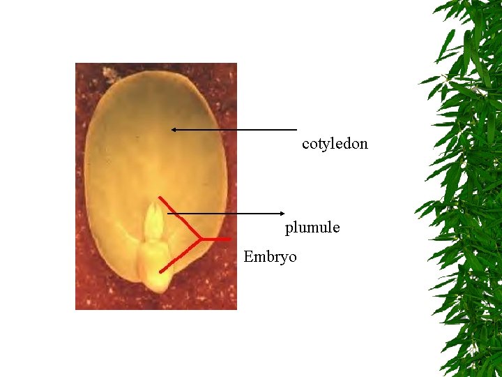 cotyledon plumule Embryo 