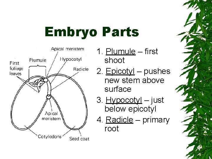 Embryo Parts 1. Plumule – first shoot 2. Epicotyl – pushes new stem above