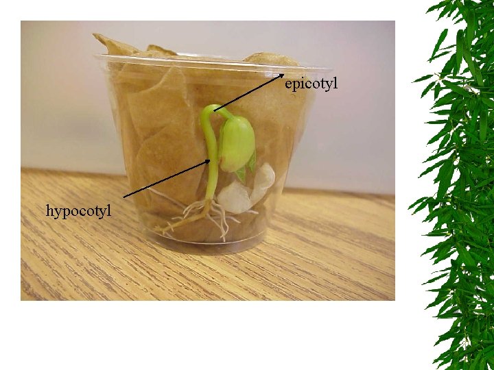 epicotyl hypocotyl 