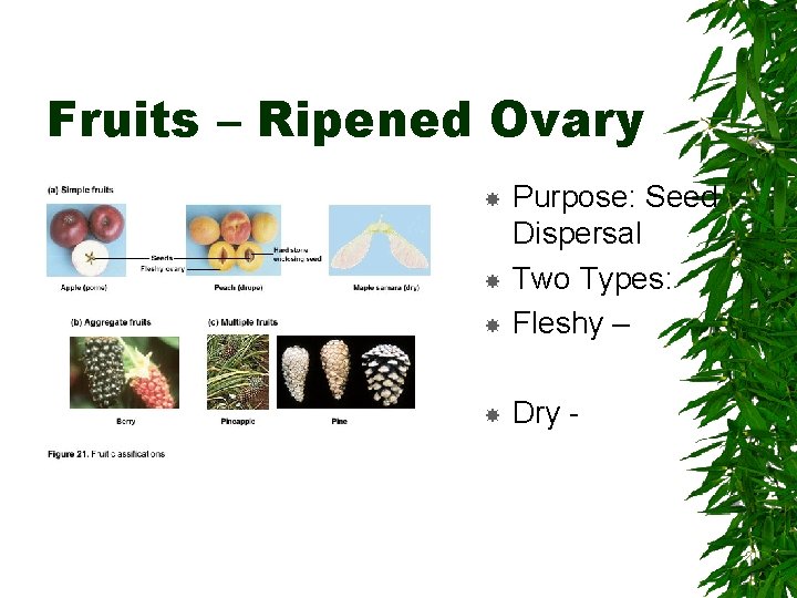 Fruits – Ripened Ovary Purpose: Seed Dispersal Two Types: Fleshy – Dry - 