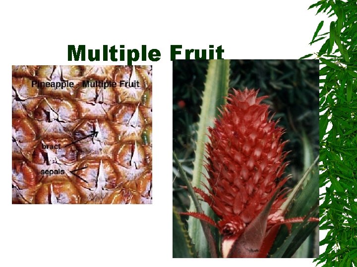 Multiple Fruit 