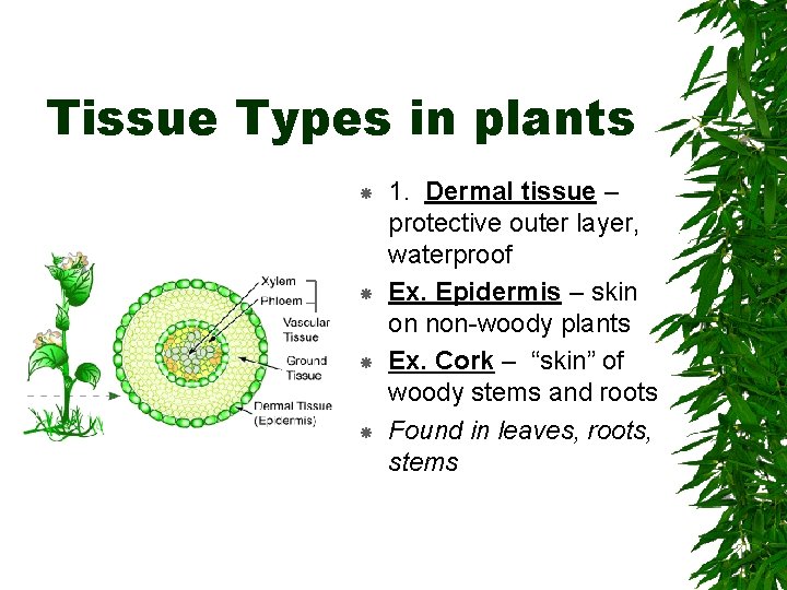 Tissue Types in plants 1. Dermal tissue – protective outer layer, waterproof Ex. Epidermis