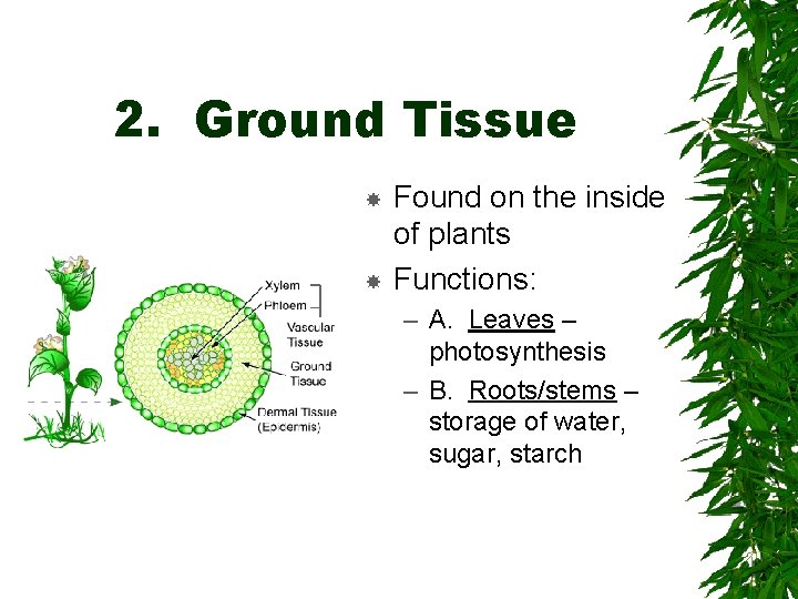 2. Ground Tissue Found on the inside of plants Functions: – A. Leaves –