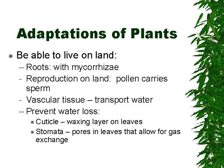 Adaptations of Plants Be able to live on land: – Roots: with mycorrhizae -