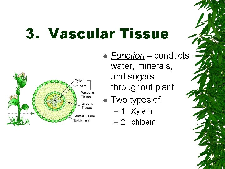3. Vascular Tissue Function – conducts water, minerals, and sugars throughout plant Two types