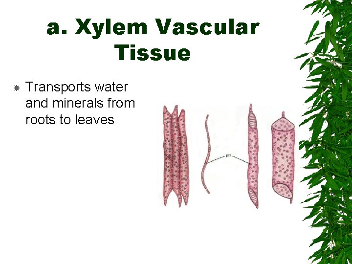 a. Xylem Vascular Tissue Transports water and minerals from roots to leaves 