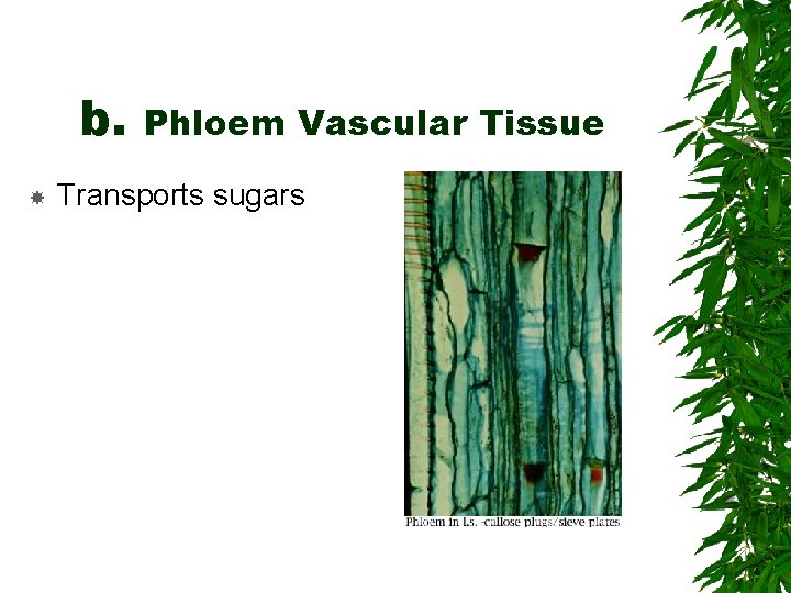 b. Phloem Vascular Tissue Transports sugars 