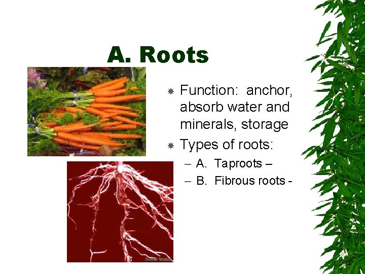A. Roots Function: anchor, absorb water and minerals, storage Types of roots: – A.
