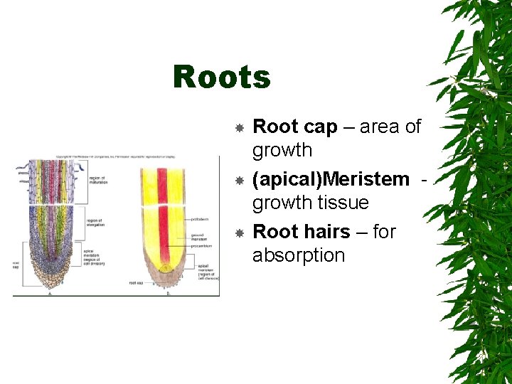 Roots Root cap – area of growth (apical)Meristem growth tissue Root hairs – for