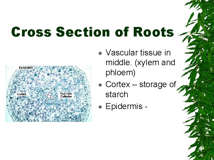 Cross Section of Roots Vascular tissue in middle. (xylem and phloem) Cortex – storage