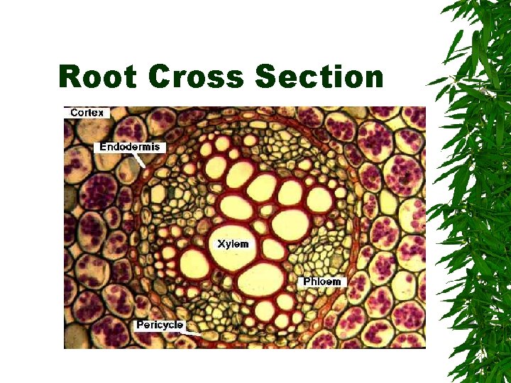 Root Cross Section 