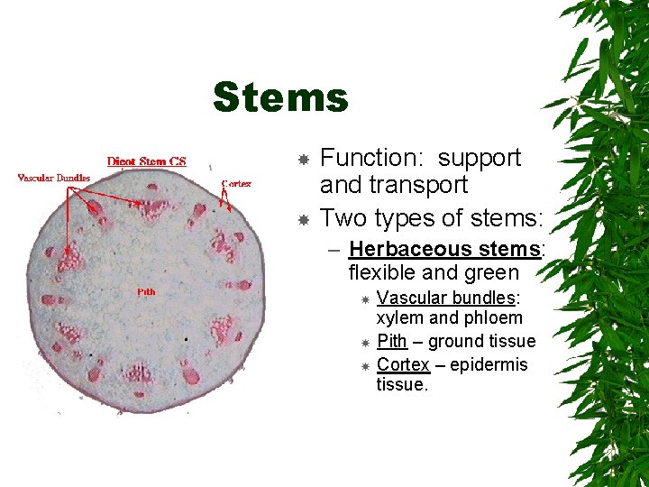 Stems Function: support and transport Two types of stems: – Herbaceous stems: flexible and