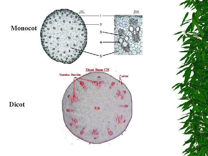 Monocot Dicot 