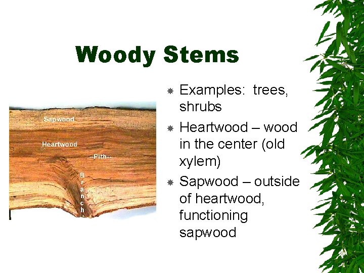 Woody Stems Examples: trees, shrubs Heartwood – wood in the center (old xylem) Sapwood