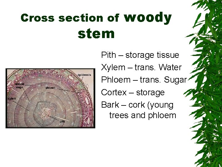 Cross section of stem woody Pith – storage tissue Xylem – trans. Water Phloem