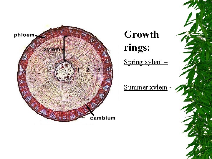 Growth rings: Spring xylem – Summer xylem - 