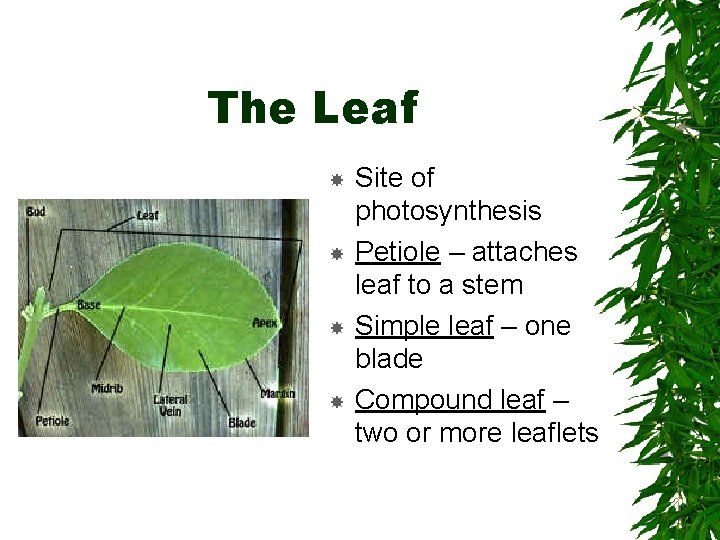 The Leaf Site of photosynthesis Petiole – attaches leaf to a stem Simple leaf