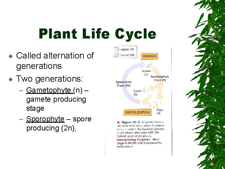 Plant Life Cycle Called alternation of generations Two generations: – Gametophyte (n) – gamete
