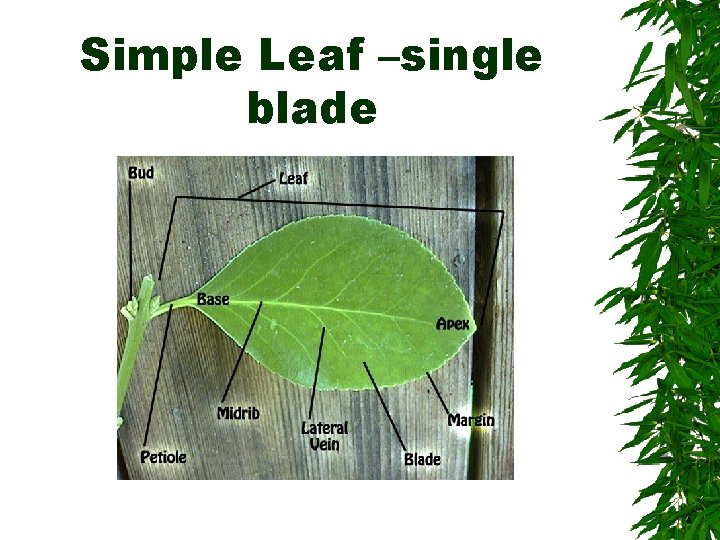 Simple Leaf –single blade 