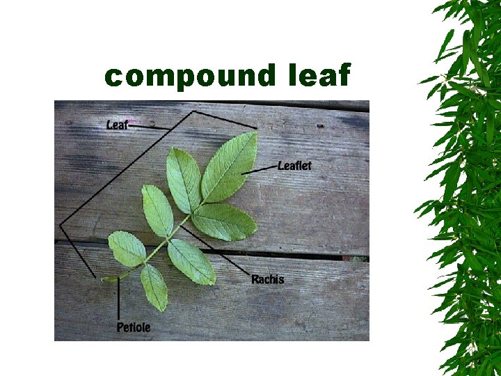 compound leaf 