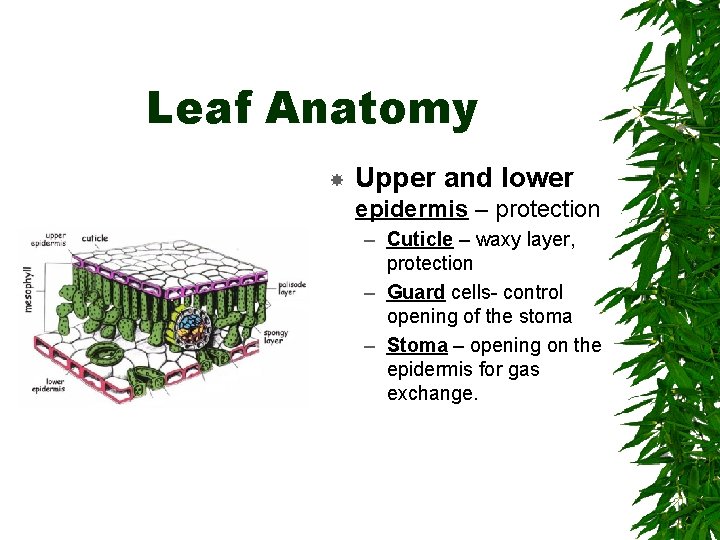 Leaf Anatomy Upper and lower epidermis – protection – Cuticle – waxy layer, protection